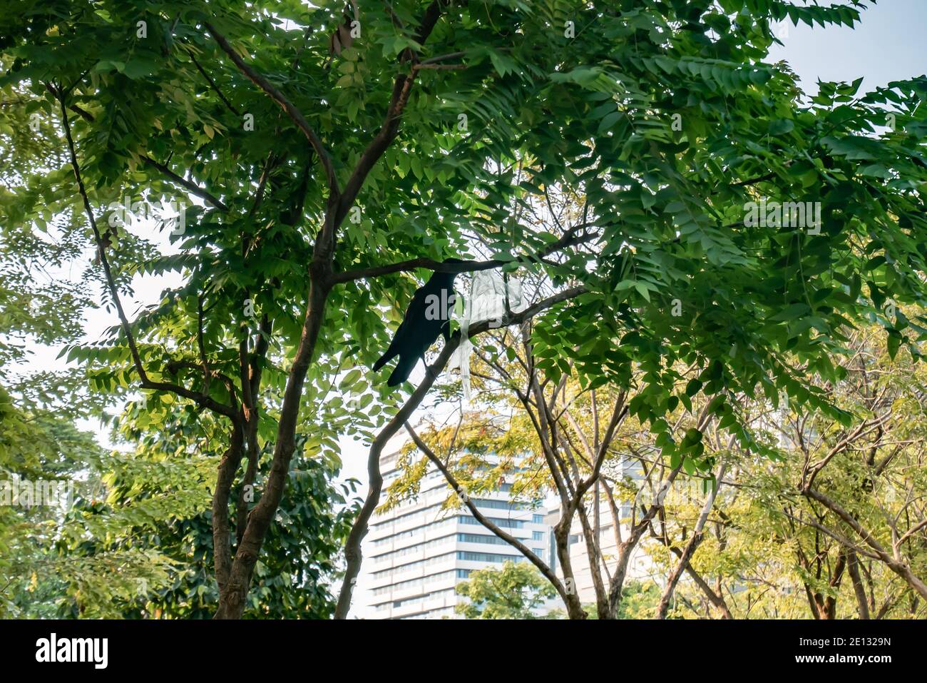 Un sac en plastique pour manger un corbeau sur un arbre en public stationnement Banque D'Images