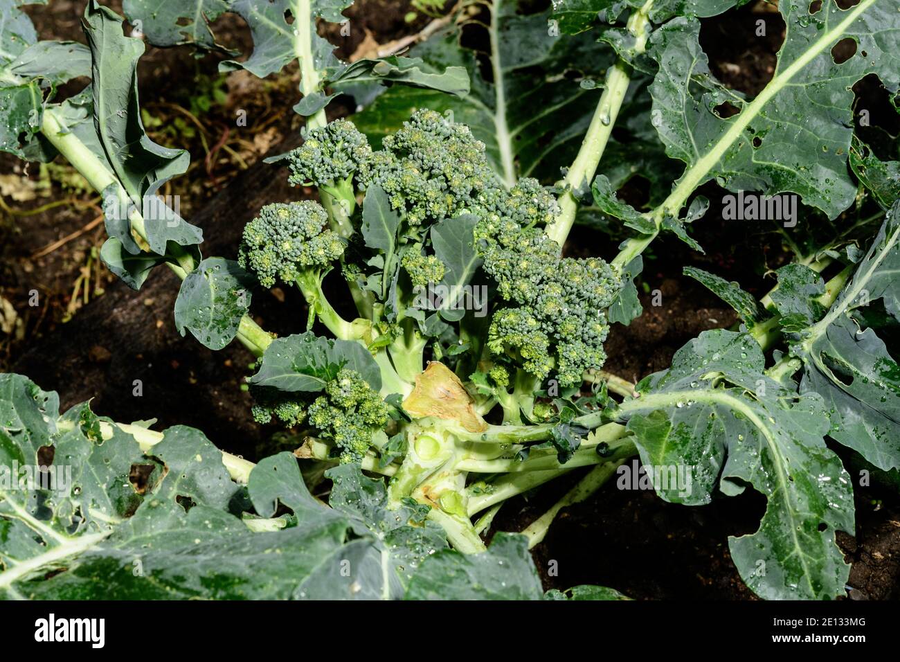 La germination de Broccoli si bien nourri se refait après le centre la