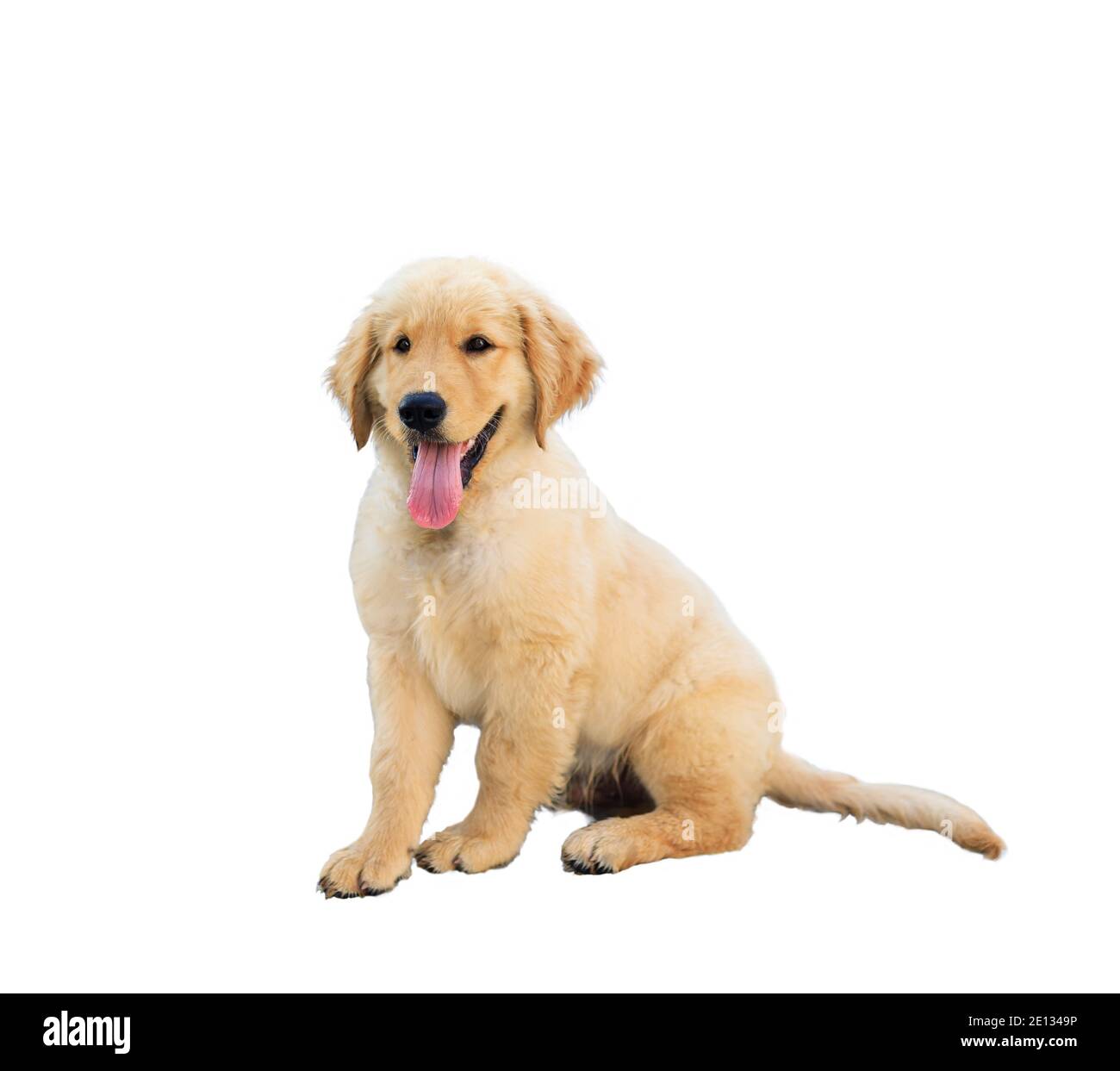Isolé un adorable chiot Golden Retriever couché et souriant avec une langue suspendue - prise en studio sur fond blanc. Banque D'Images