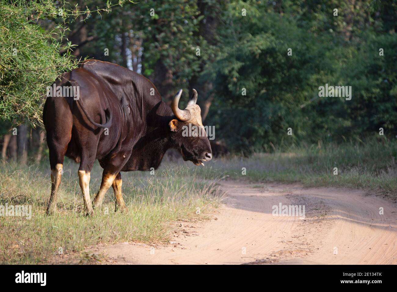 Indian Gaur, Bos Gaurus, Bandhavgarh Tiger Reserve, Madhya Pradesh, Inde Banque D'Images