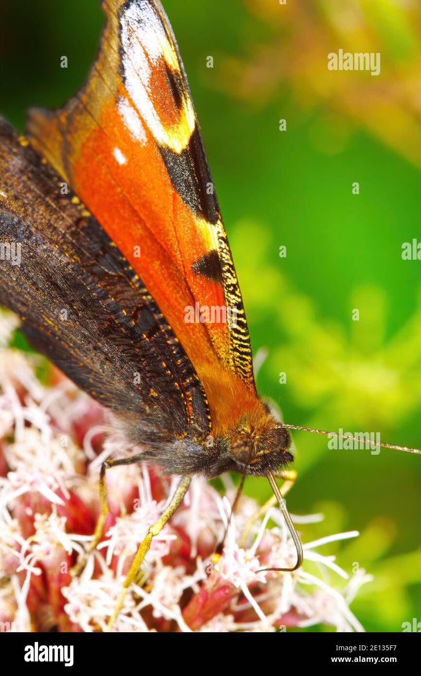 Papillon européen de paon assis sur une fleur, vue latérale. Banque D'Images