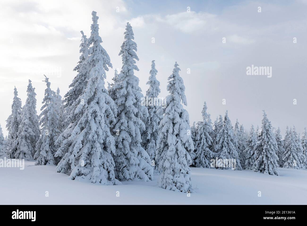 épicéa recouvert de neige en paysage hivernal Banque D'Images