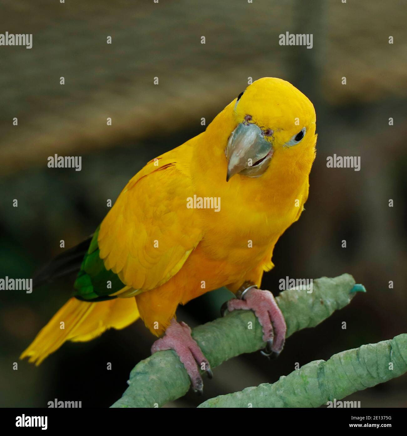 Le parakeet doré ou le conure doré assis sur une branche Banque D'Images