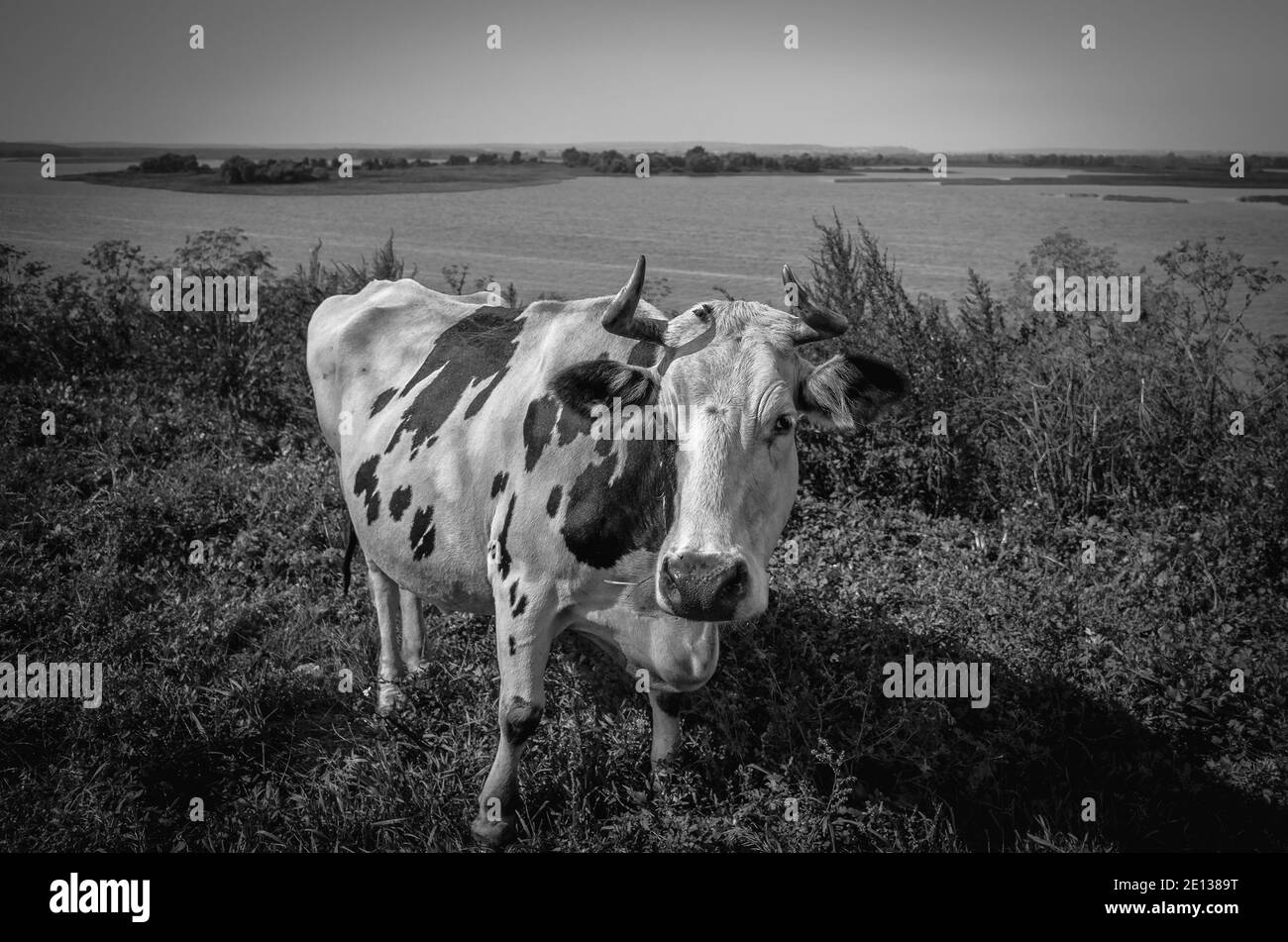 Curieuse vache de pâturage dans la ville-île de Sviyazhsk, Tatarstan Banque D'Images