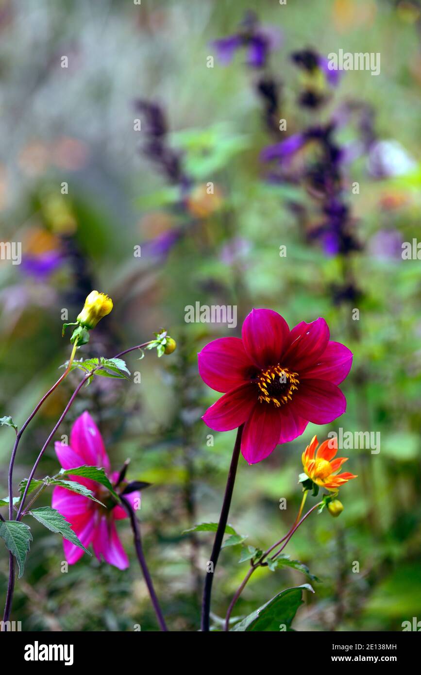 Dahlia semis,rouge rose magenta dahlia, fleur,fleurs,fleur,RM Floral Banque D'Images