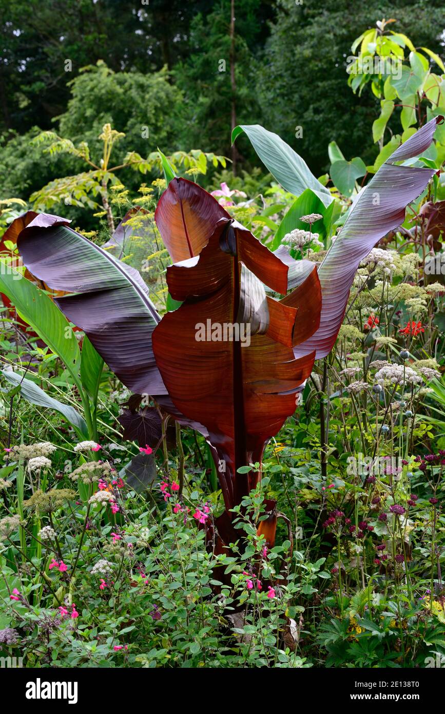 ensete ventricosum maurelii,banane,feuilles,feuillage,salvia,astrantia,angelica,tropical,plante,plantes,plantation,jardin,été,frontière exotique,lit,RM Floral Banque D'Images