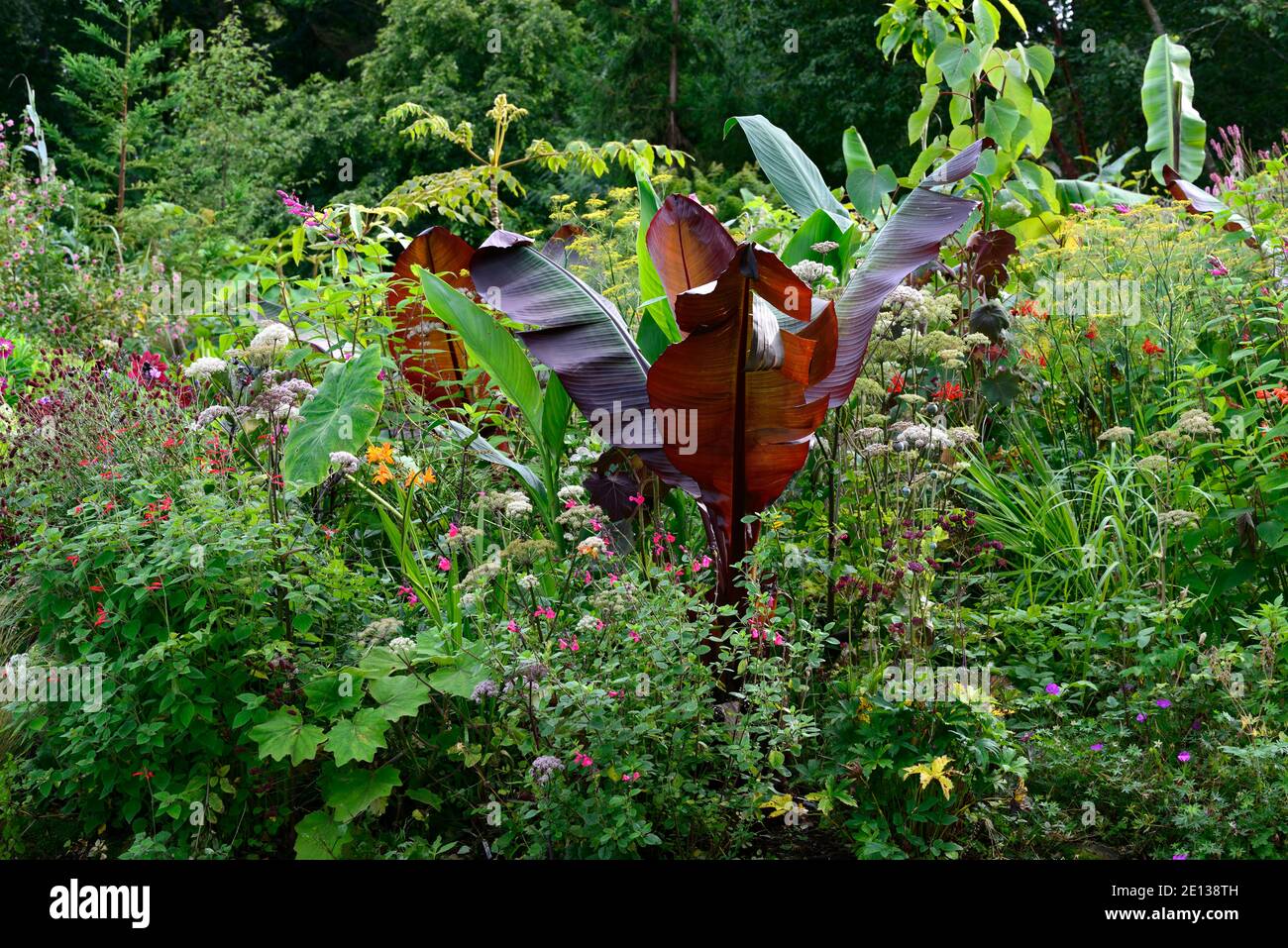 ensete ventricosum maurelii,banane,feuilles,feuillage,salvia,astrantia,angelica,tropical,plante,plantes,plantation,jardin,été,frontière exotique,lit,RM Floral Banque D'Images