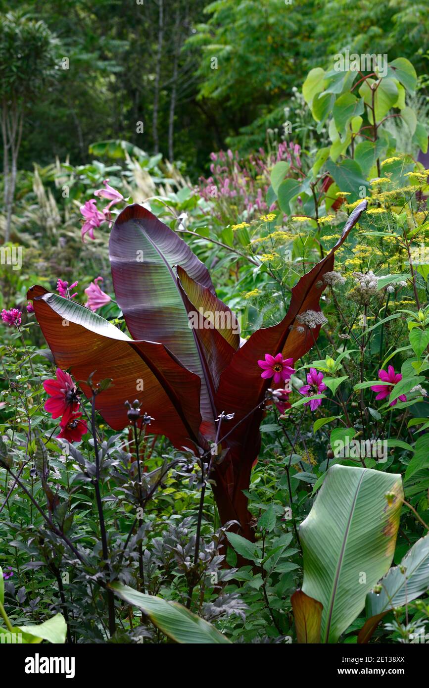 ensete ventricosum maurelii,banane,feuilles,feuillage,dahlia,fenouil pourpre,tropical,plante,plantes,plantation,jardin,été,bordure exotique,lit,RM Floral Banque D'Images