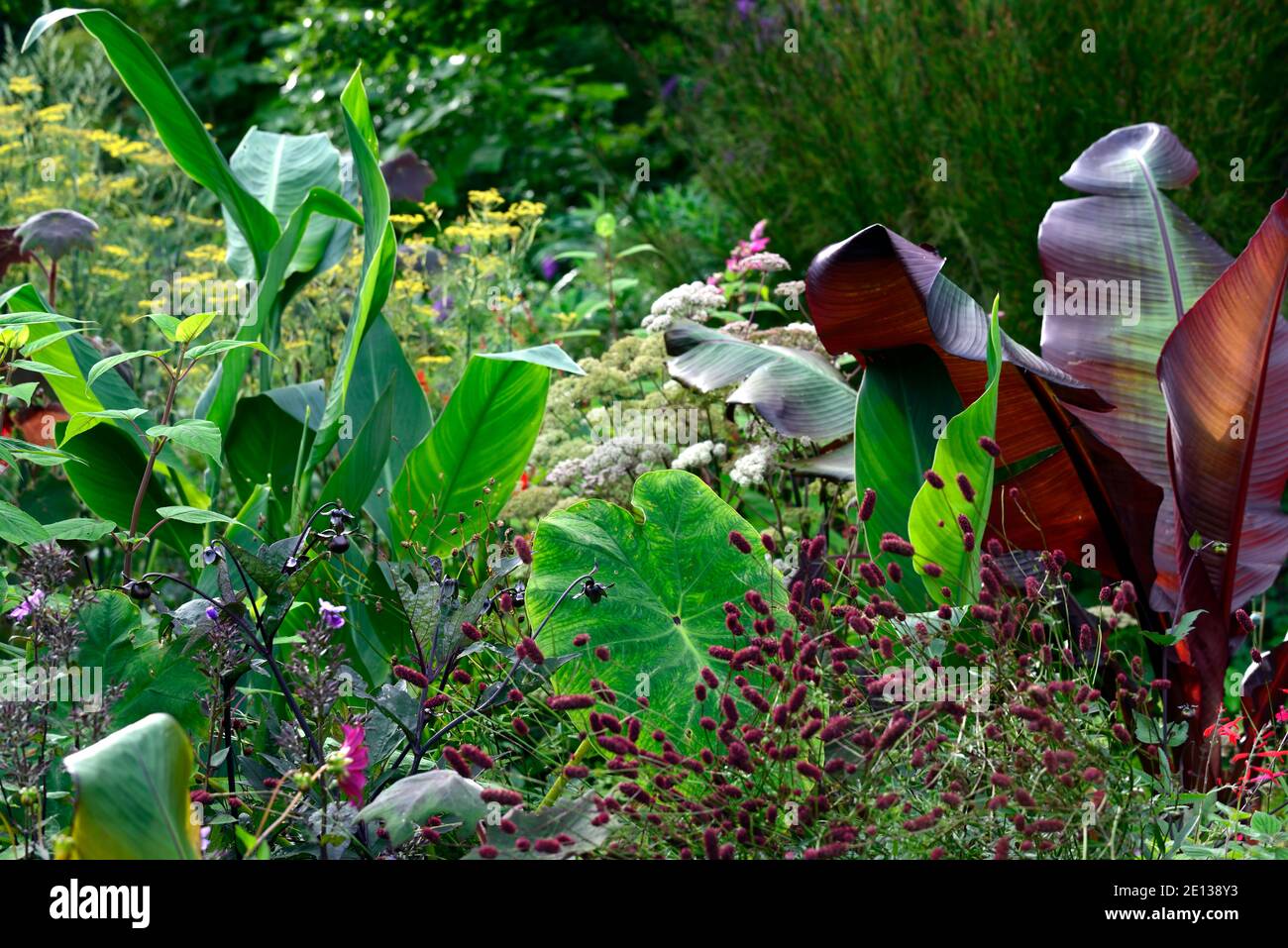 ensete ventricosum maurelii,feuilles,de,banane,feuillage,sanguisorba,canga,dahlia,fenouil pourpre,tropical,plante,plantes,plantation,jardin,été,bordure exitique,b Banque D'Images