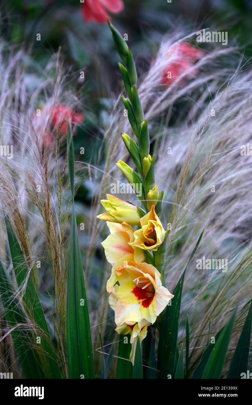 Gladiolus Sylvia,Gladioli Gent glamour Sylvia,Gladioli Gent Sylvia,fleurs jaunes,taches rouges,gorge rouge,jaune gladioli, gladiolus jaune Banque D'Images Gladiolus Sylvia,Gladioli Gent glamour Sylvia,Gladioli Gent Sylvia,fleurs jaunes,taches rouges,gorge rouge,jaune gladioli, gladiolus jaune Banque D'Images