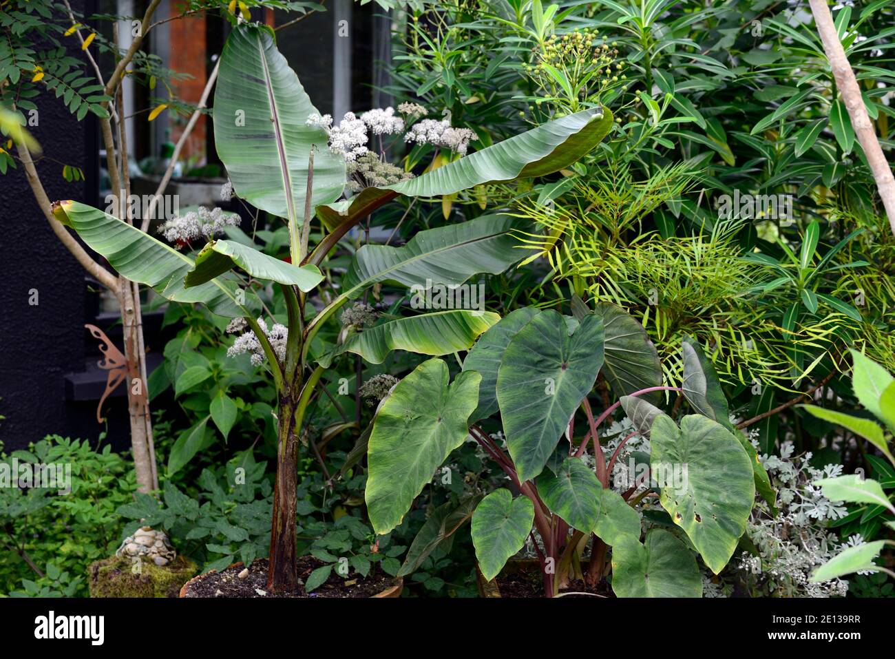 Musa, Banana,colocasia,feuilles,feuillage,plante spectaculaire,jardin exotique,jardins,plantation tropicale,combinaison,RM floral Banque D'Images