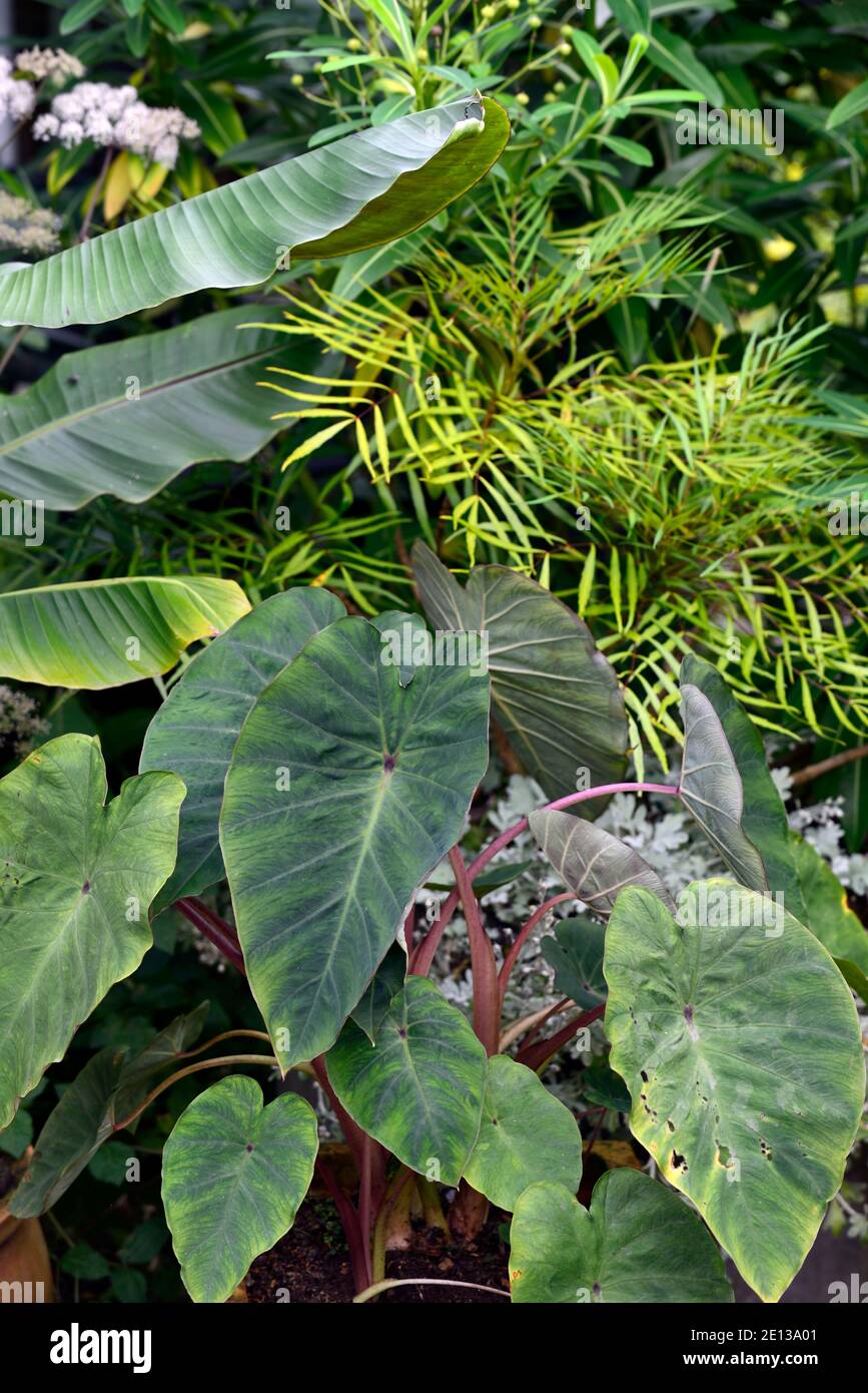Musa, Banana,colocasia,feuilles,feuillage,plante spectaculaire,jardin exotique,jardins,plantation tropicale,combinaison,RM floral Banque D'Images