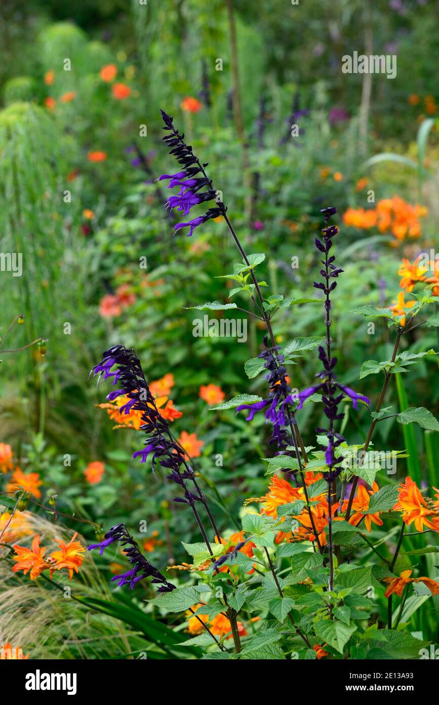 Salvia guaranitica Black & Bloom,Sage anis-Scinoted, fleurs bleu violet foncé,fleur,floraison,salvias,fleurs trompette,sombre tiges, salvia à tige foncée, o Banque D'Images