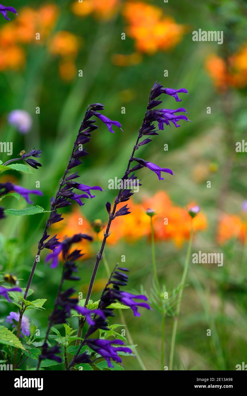Salvia guaranitica Black & Bloom,Sage anis-Scinoted, fleurs bleu violet foncé,fleur,floraison,salvias,fleurs trompette,sombre tiges, salvia à tige foncée, o Banque D'Images