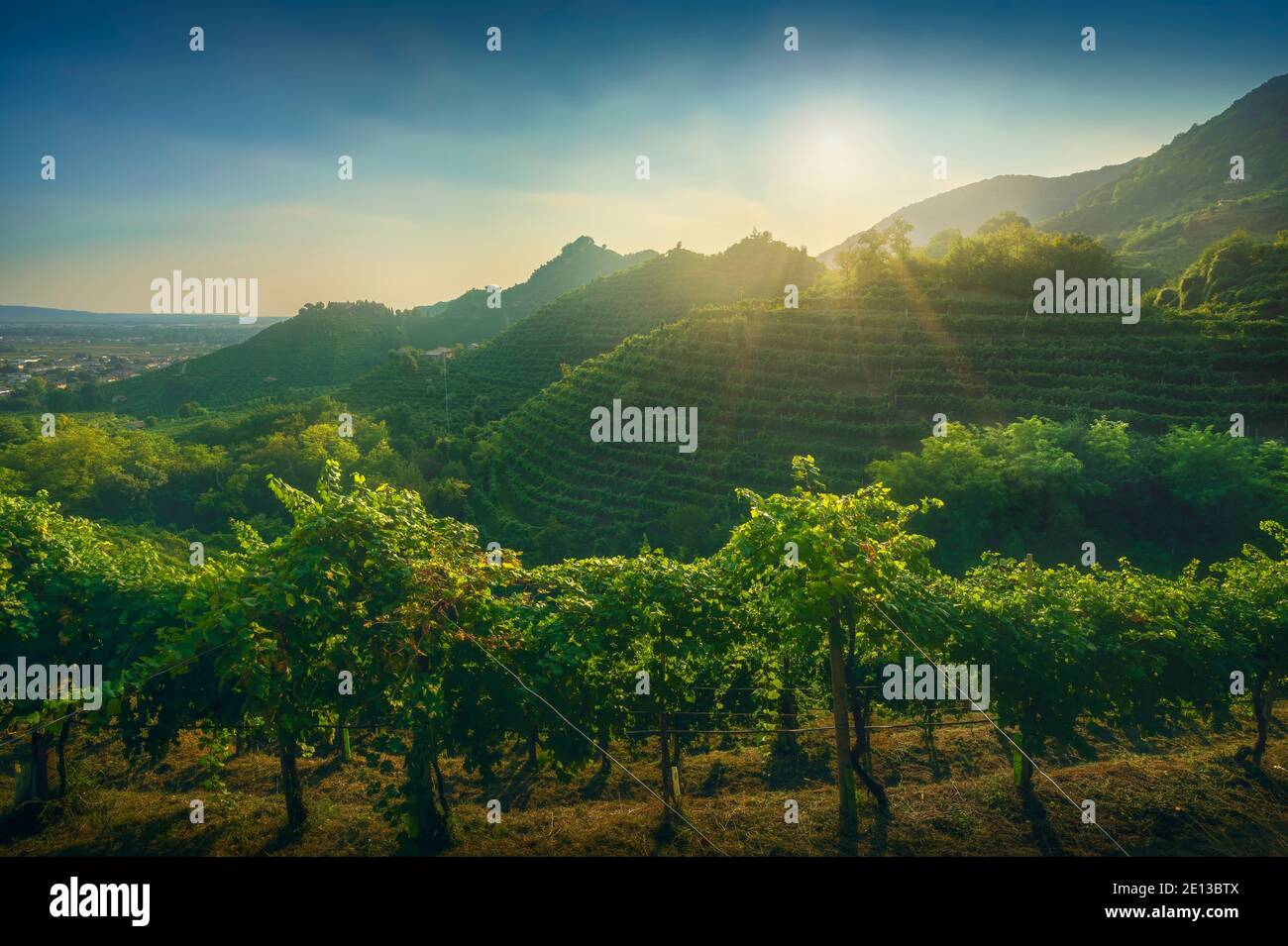 Collines Prosecco, vignobles au coucher du soleil. Site de l'UNESCO. Farra di Soligo. Vénétie, Italie, Europe. Banque D'Images