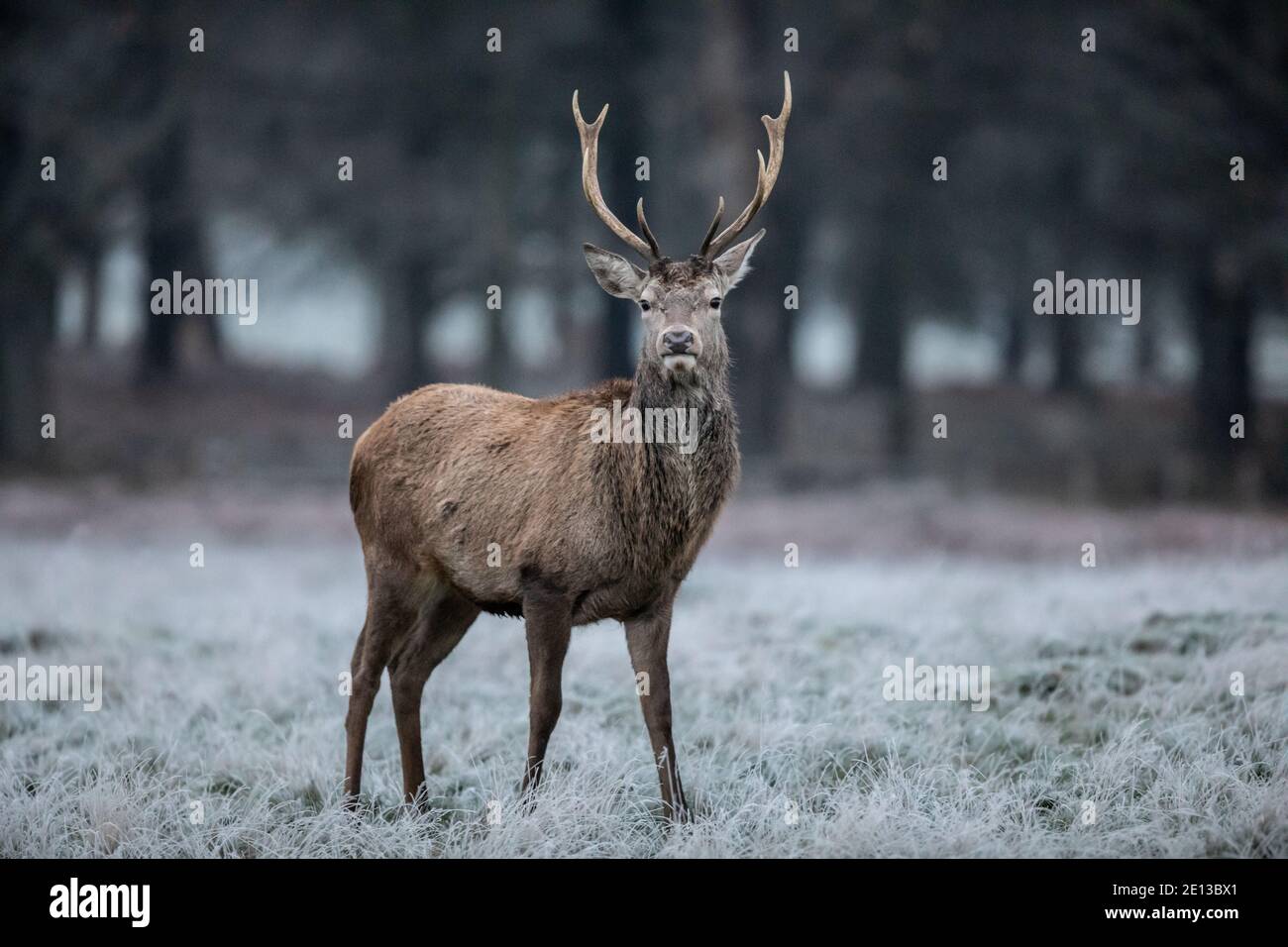 Deer parmi les prairies couvertes de gel dans Richmond Park un matin froid de décembre, London Borough of Richmond upon Thames, Angleterre, Royaume-Uni Banque D'Images