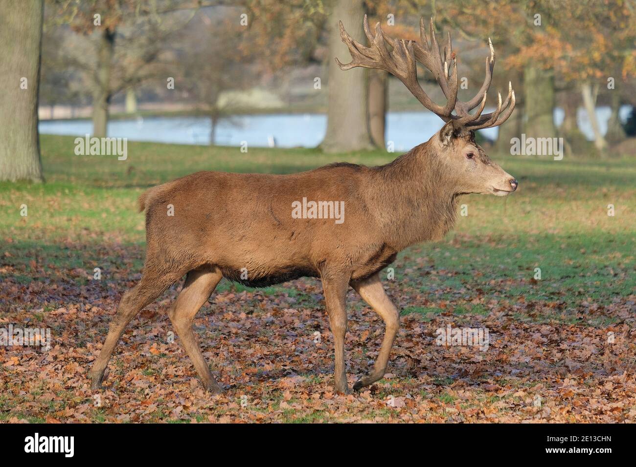 Red Deer Stag (cervus elaphus): Marche, promenade seule dans le parc animalier de Bedfordshire, Angleterre, Royaume-Uni Banque D'Images