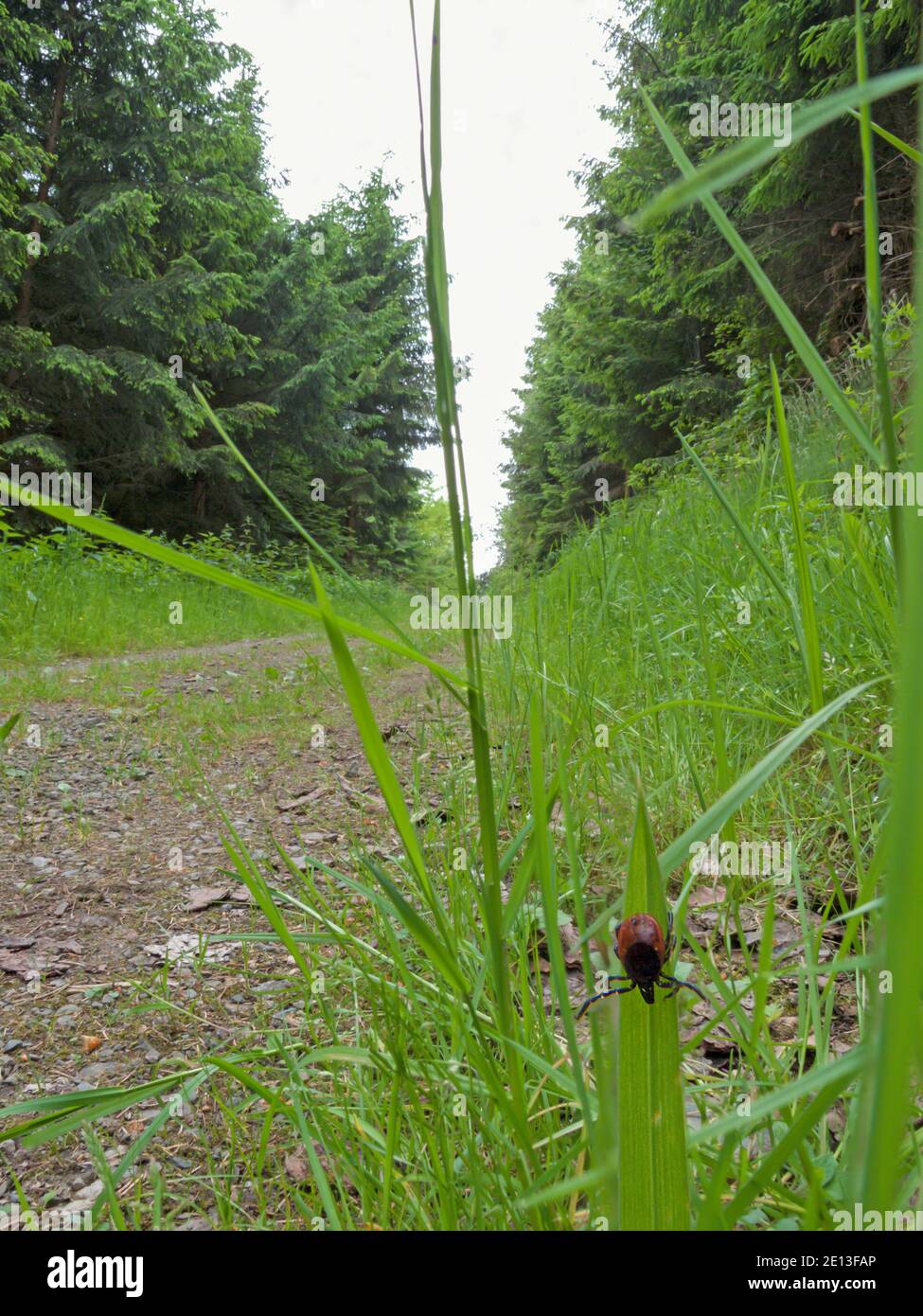 la tique rôde sur l'herbe Banque D'Images