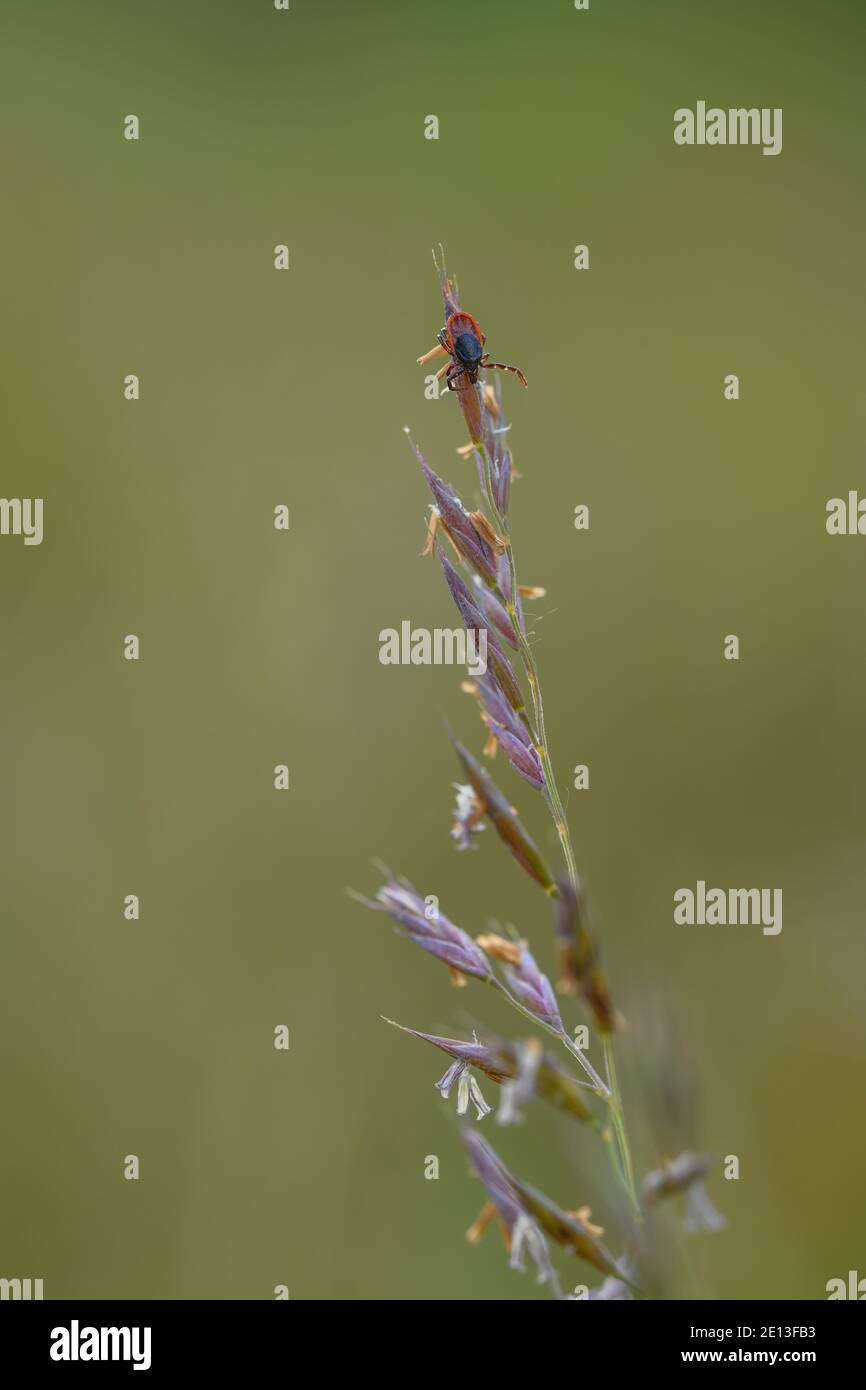 la tique rôde sur l'herbe Banque D'Images