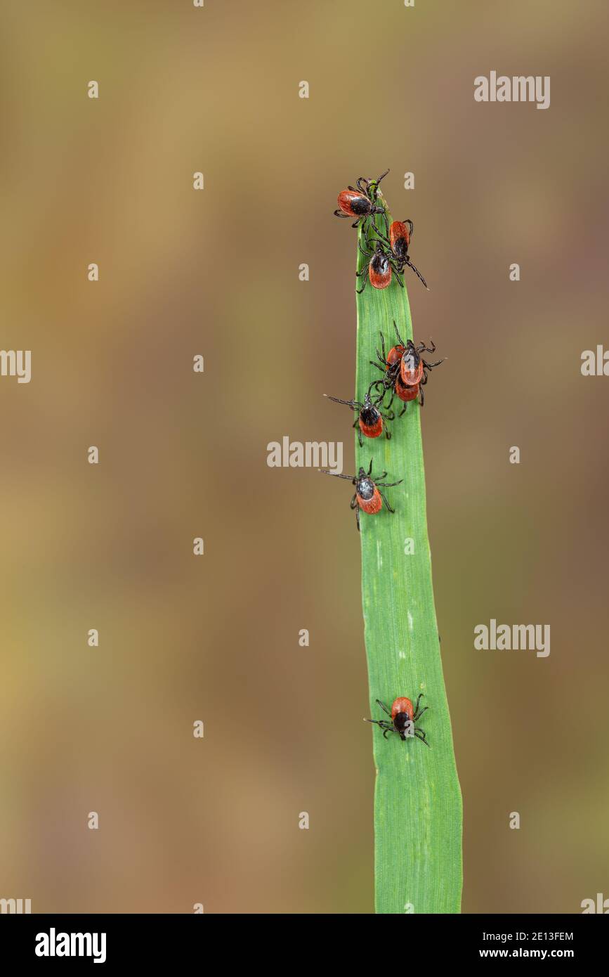 Des tiques sur l'herbe Banque D'Images