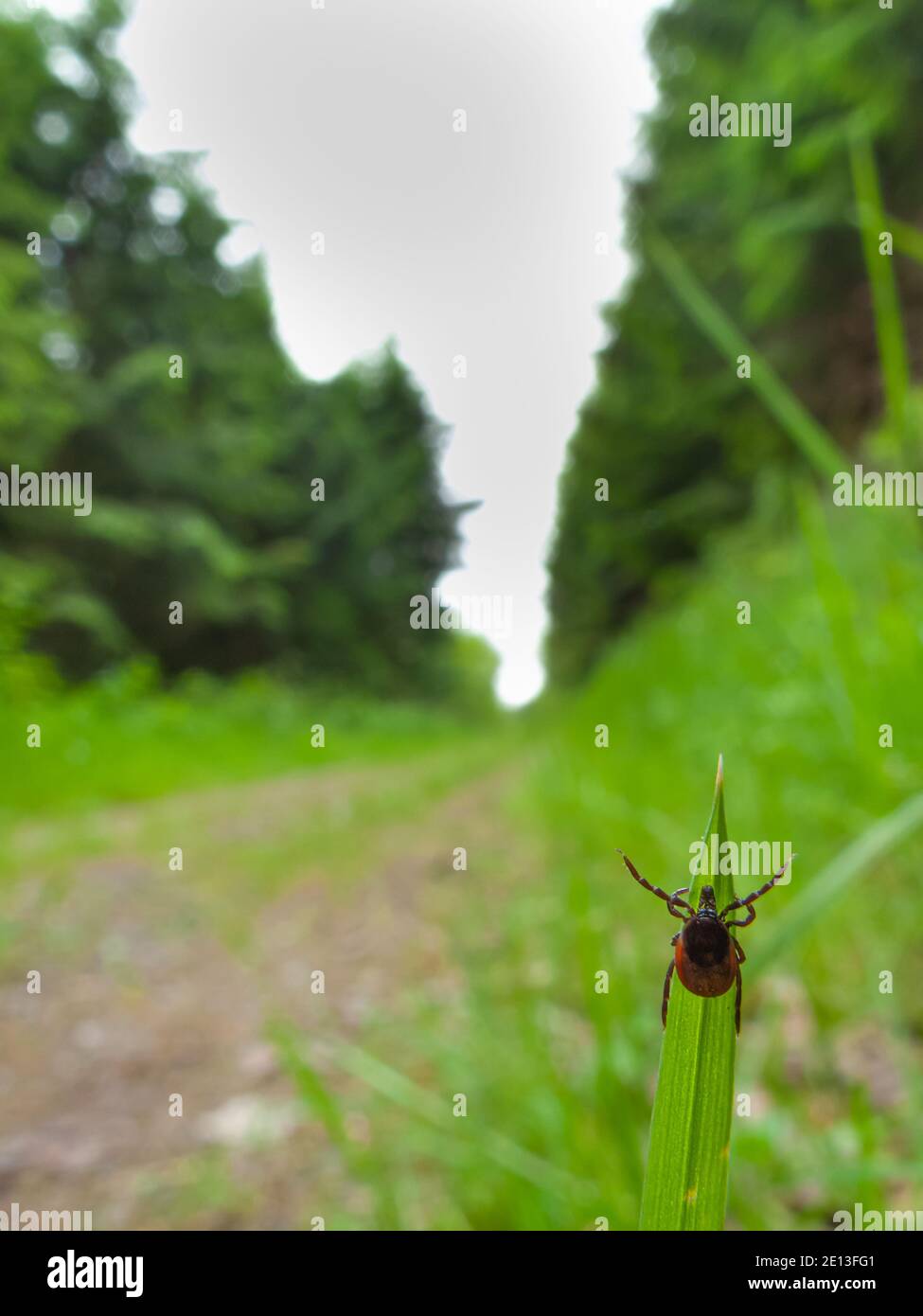 la tique rôde sur l'herbe Banque D'Images