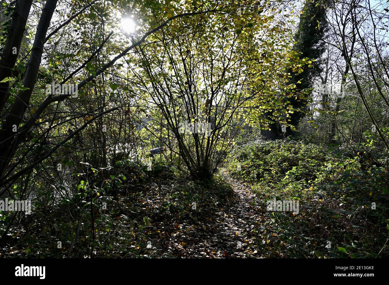 Feuilles d'automne. Foots Cray Meadows, Sidcup, Kent. ROYAUME-UNI Banque D'Images