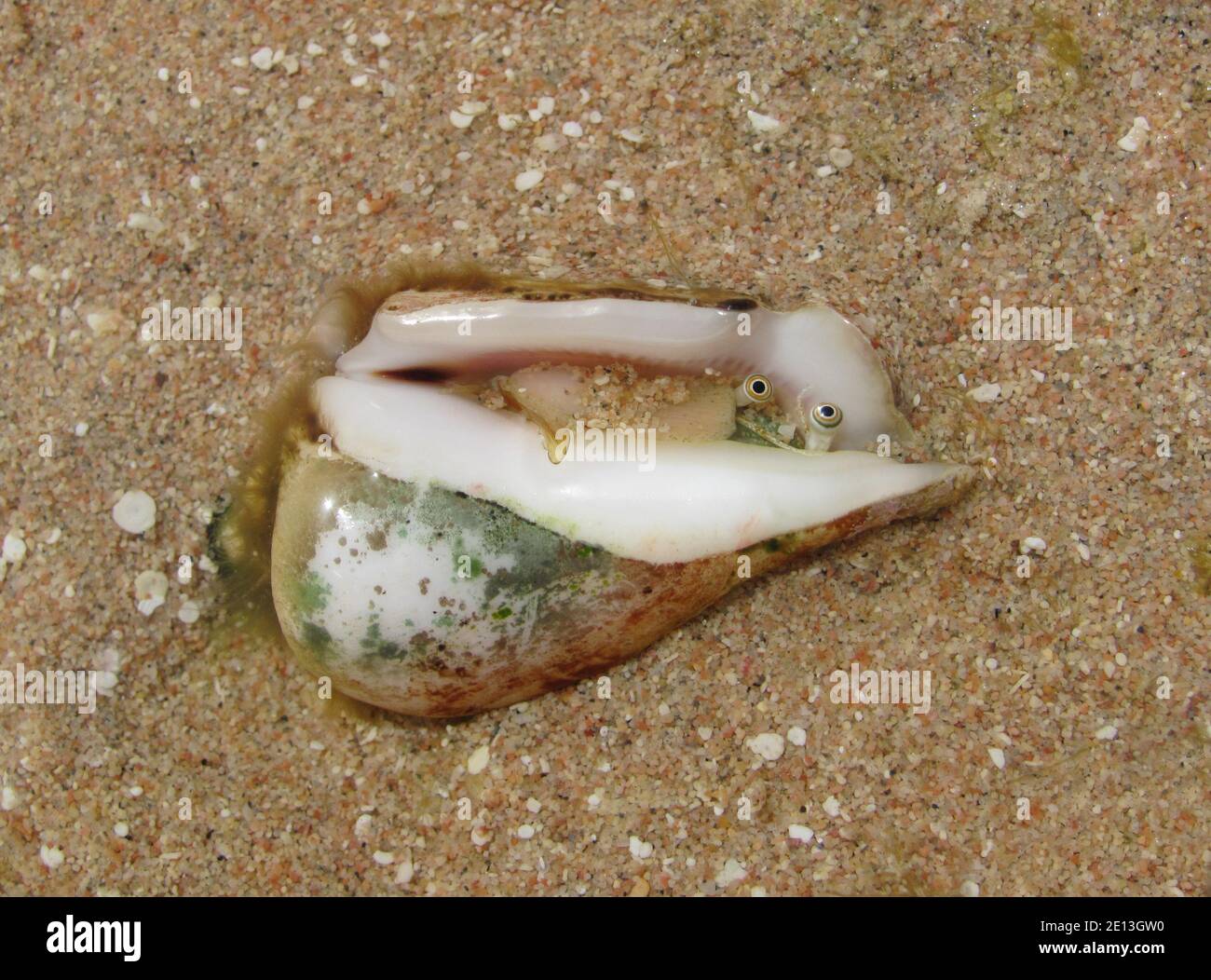 Escargot venimeux dangereux, palourdes dans l'eau sur la rive. Banque D'Images
