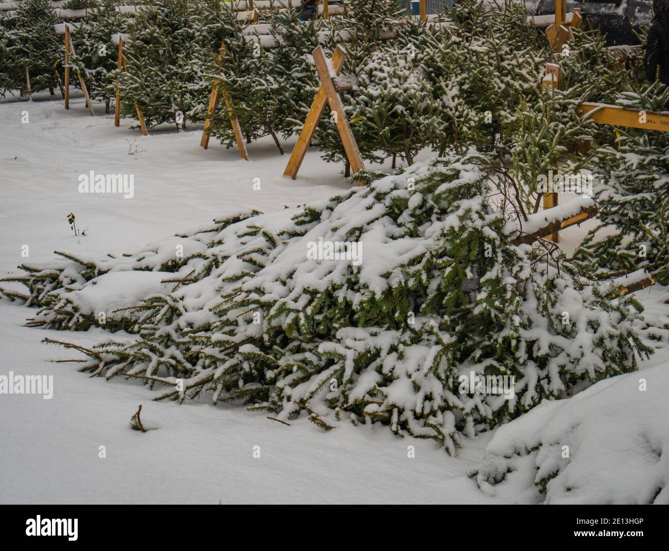 Arbres de Noël couverts de neige à vendre dans beaucoup Banque D'Images