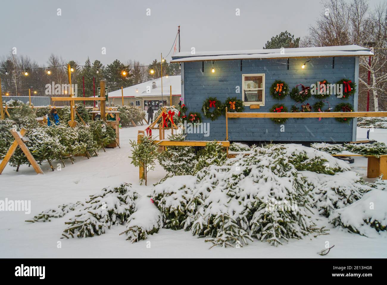 Arbres de Noël couverts de neige à vendre dans beaucoup Banque D'Images
