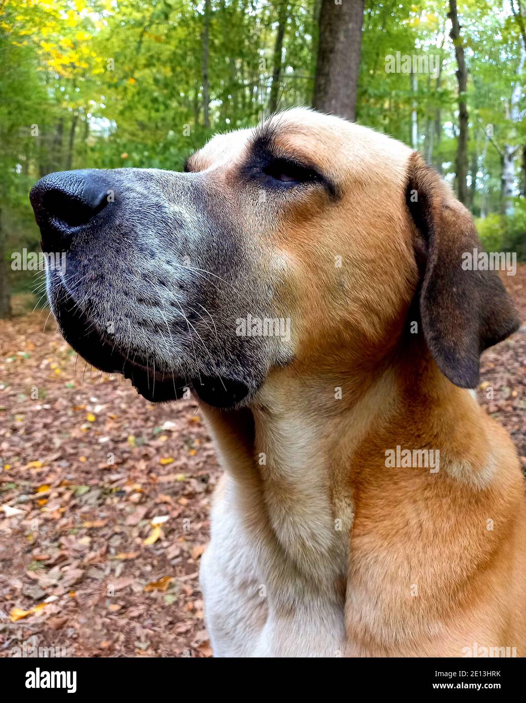 portrait d'un grand chien Banque D'Images