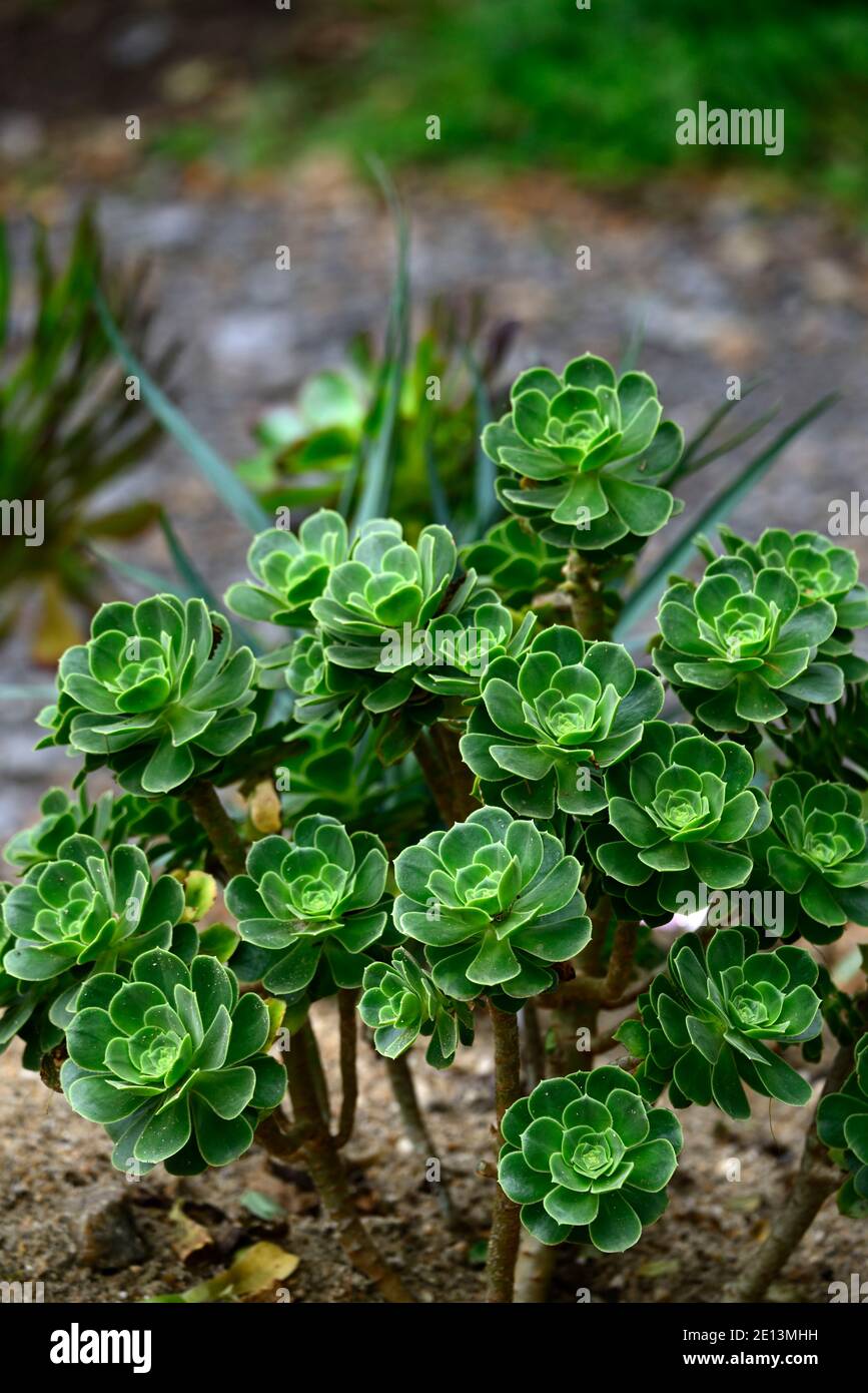 Aeonium balsamiferum,houseleek géant produisant du baume,feuilles vert pâle,feuilles charnues,rosette,succulentes,succulentes,sucriculents,sucriculent sous-arbuste,RM Floral Banque D'Images