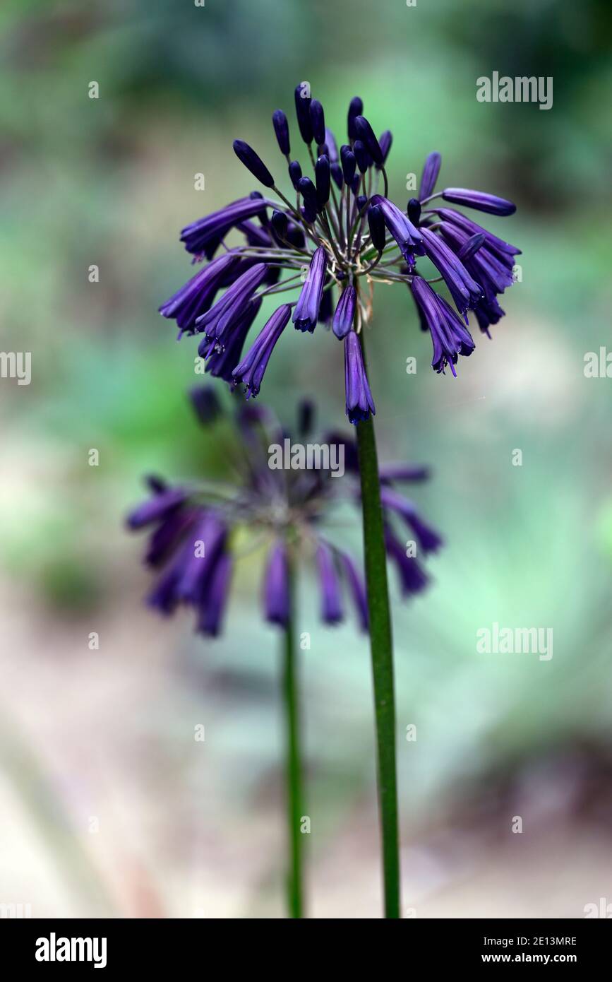 Agapanthus inapertus Black Magic, fleurs indigo foncées, fleurs presque noires, fleurs, fleurs, fleurs très sombres, RM Floral Banque D'Images