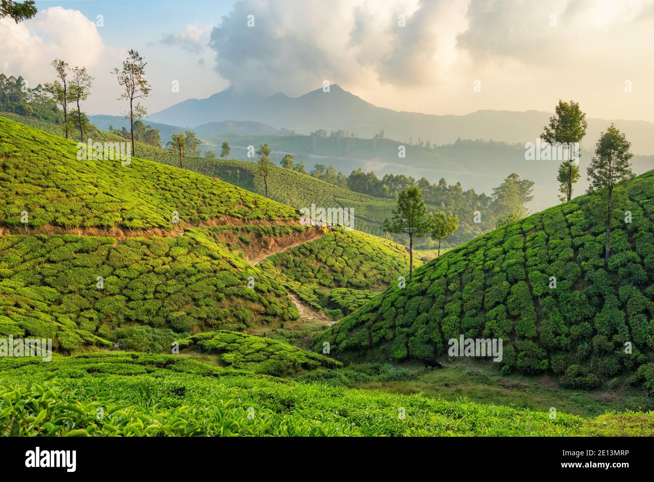 Beau paysage de plantations de thé vert frais à Munnar, Kerala, Inde Banque D'Images