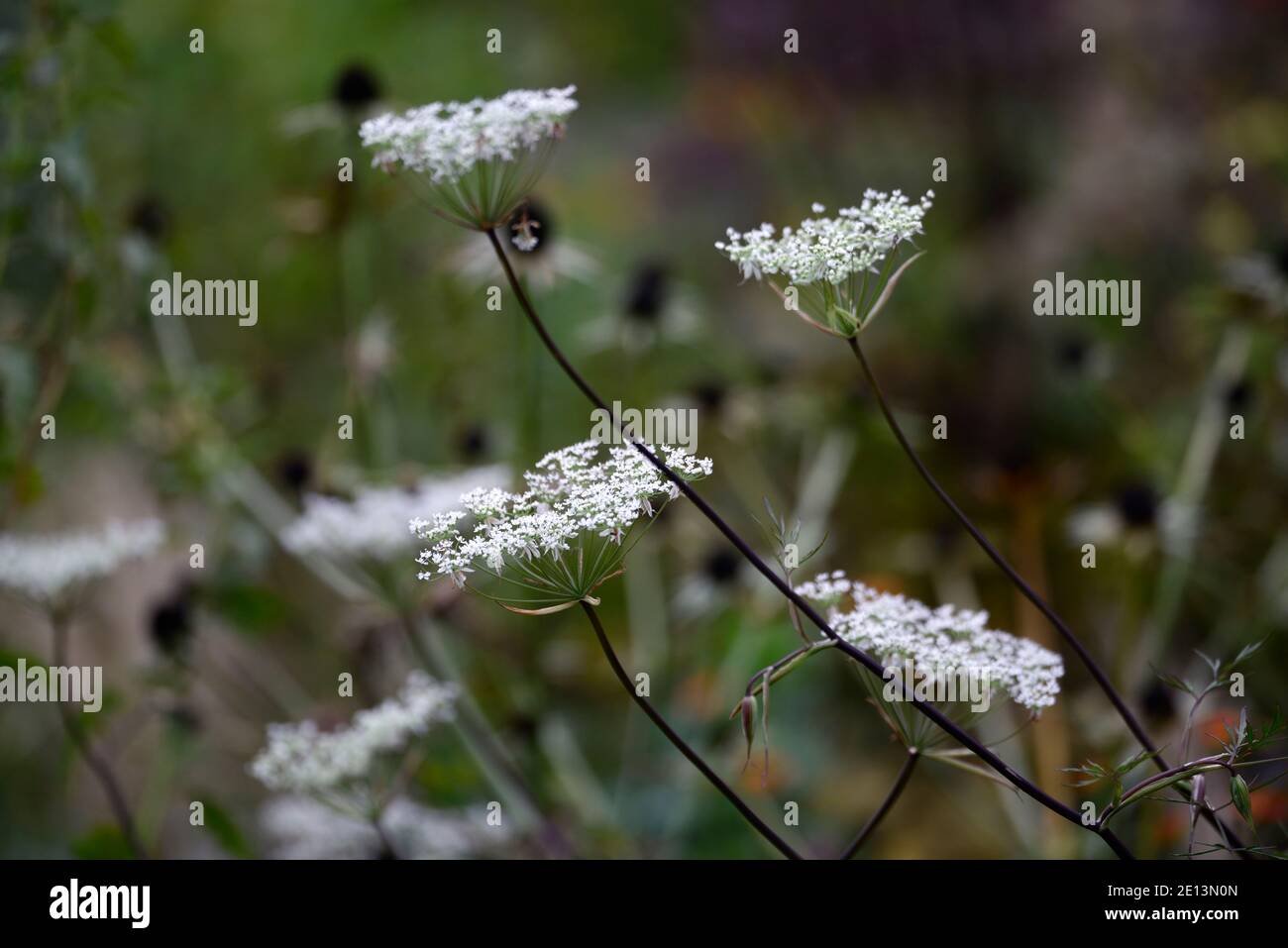 Angelica sinensis Dang Quai,pourpre,feuilles,feuillage,blanc,fleurs,persil,fleur,Floraison,vivace,Parsleys,eryngium guatemalense in backgrou Banque D'Images