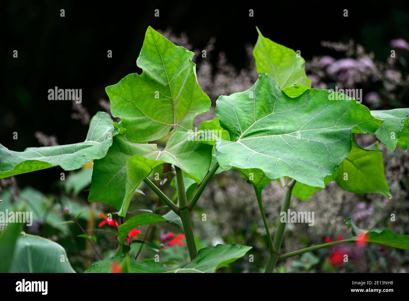 paulownia tomentosa,arbre princesse,arbre d'impératrice,arbre à foxgant,feuilles,feuillage,grandes feuilles,immense,grand,pollard,pollon,pollon,pollon,coppique,copiqué, Banque D'Images