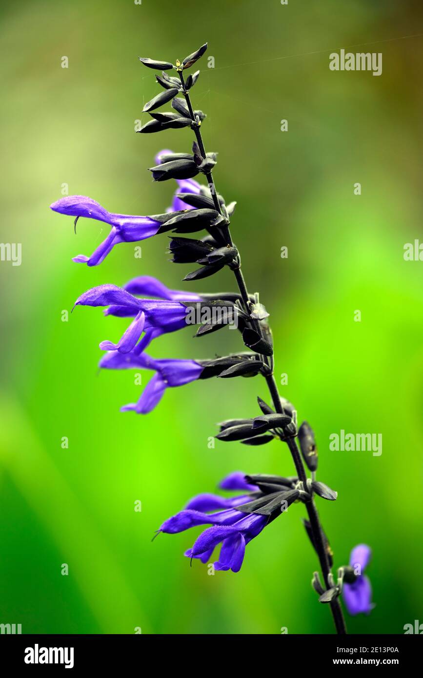 Salvia guaranitica Black & Bloom,Sage anis-Scinoted, fleurs bleu violet foncé,fleur,floraison,salvias,fleurs trompette,sombre Tiges, salvia à tige foncée, R Banque D'Images
