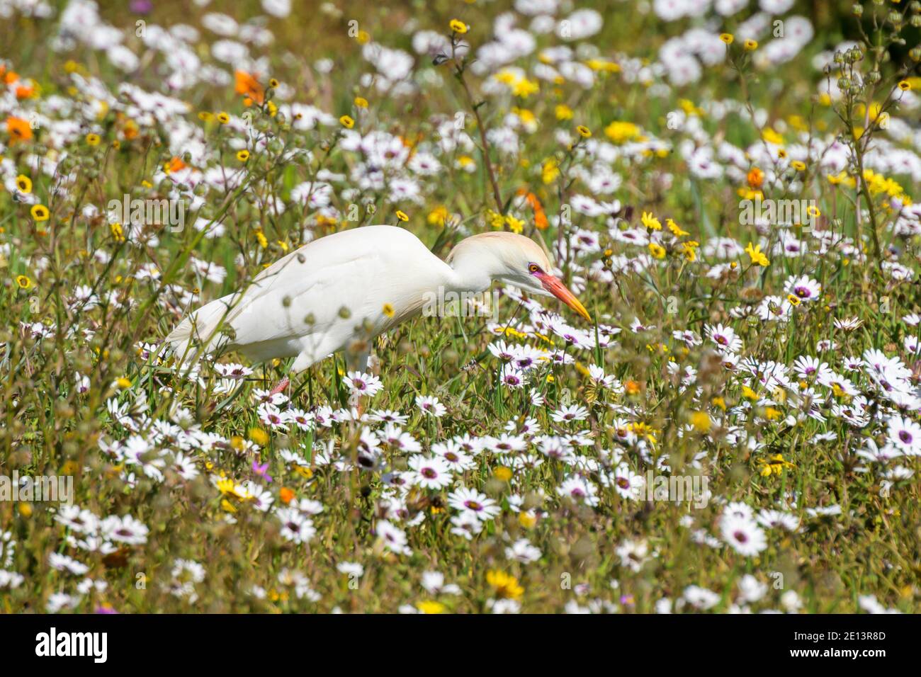Egret de bétail (Bubulcus ibis) chasse au milieu des fleurs sauvages printanières, parc national de la côte Ouest, Afrique du Sud. Banque D'Images