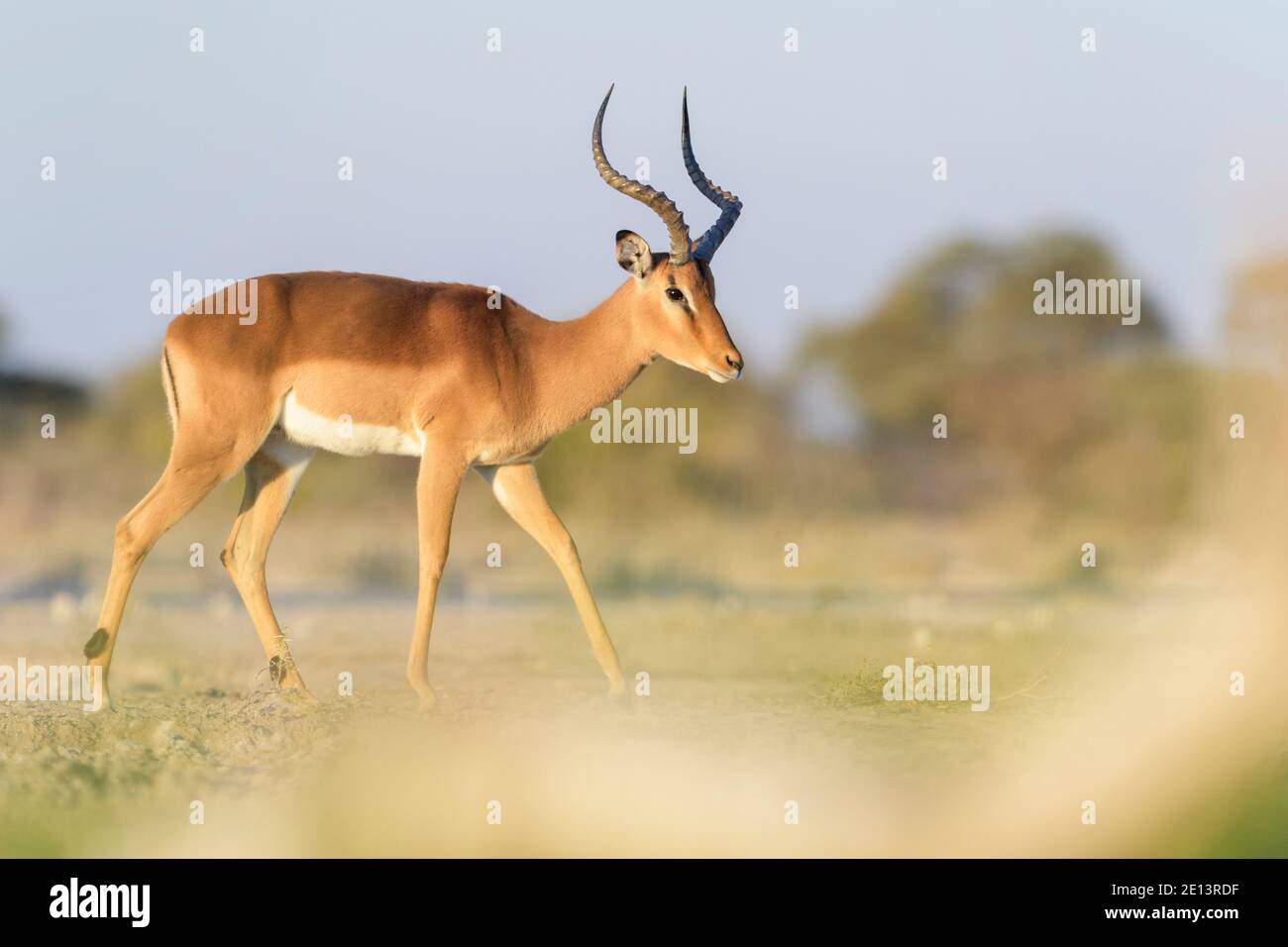 Impala à face noire (Aepyceros melampus petersi), homme, marchant sur la savane, parc national d'Etosha, Namibie Banque D'Images