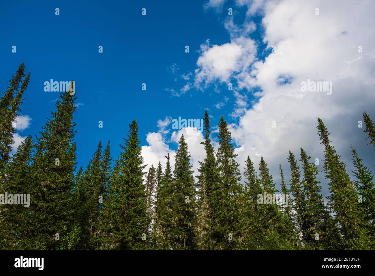 Sommets d'arbres dans les collines et les nuages de fond. Forêt de pins dans la vallée de montagne. Beauté paysage de montagne du monde sur le ciel bleu Banque D'Images