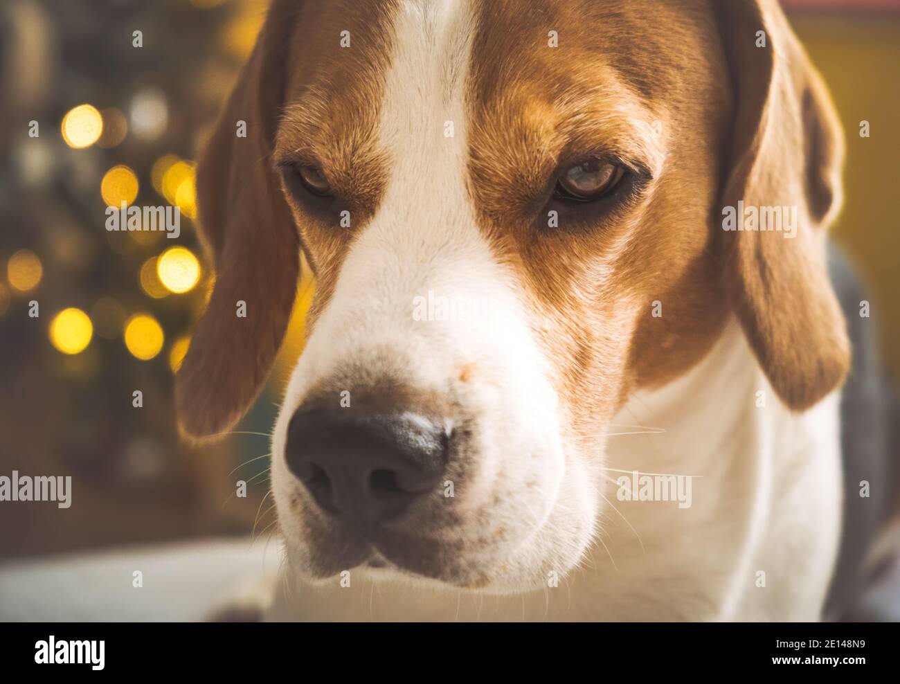 Portrait de chien à l'intérieur, gros plan de la tête de chien de beagle. Arrière-plan PET. Banque D'Images