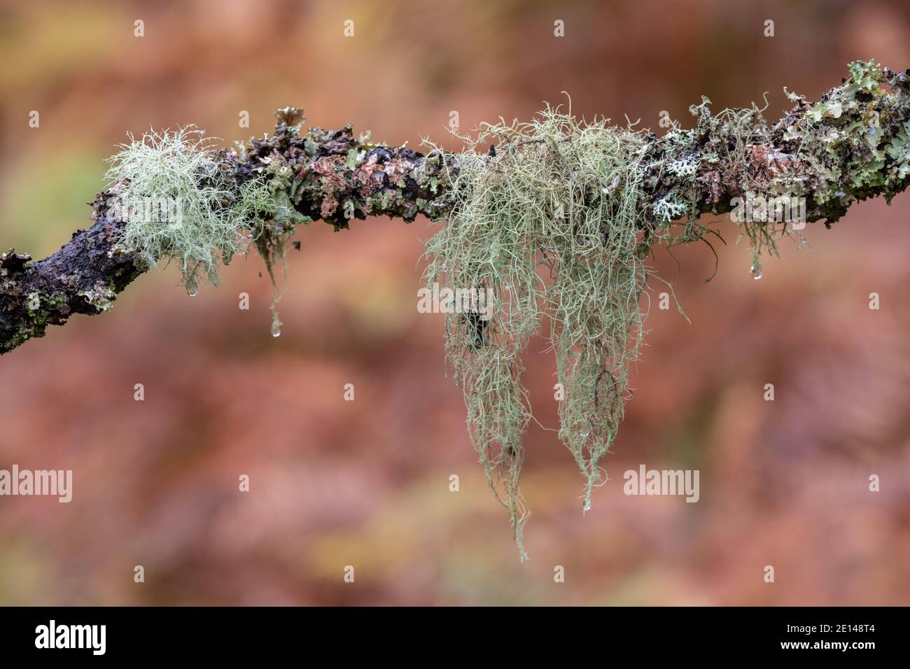 Lichen sur les branches d'arbres dans le nord de l'Écosse Banque D'Images