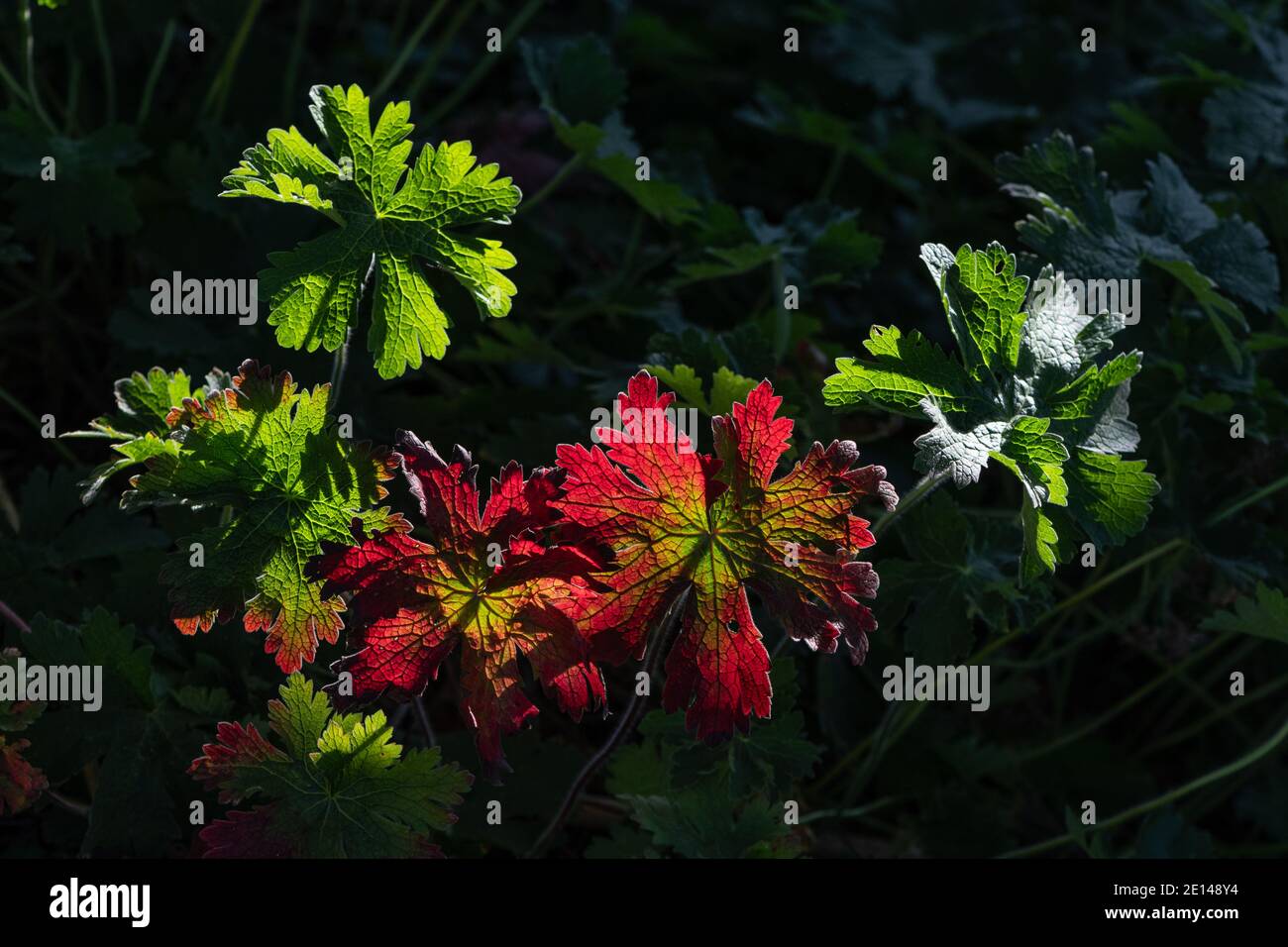 Feuilles de géranium colorées capturées dans un arbre de la fin de l'après-midi léger Banque D'Images