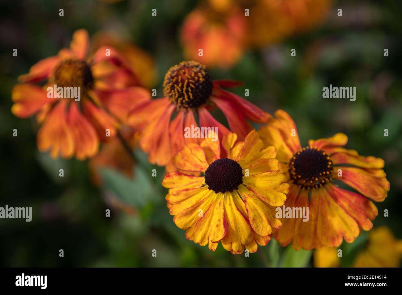 Automne fleurs du jardin de Rudbeckia Banque D'Images