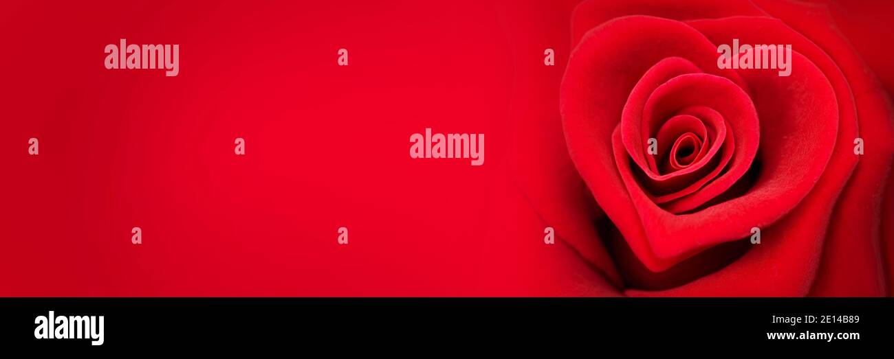 Rose rouge en forme de coeur sur fond panoramique rouge, bannière web de jour de Saint Valentin Banque D'Images