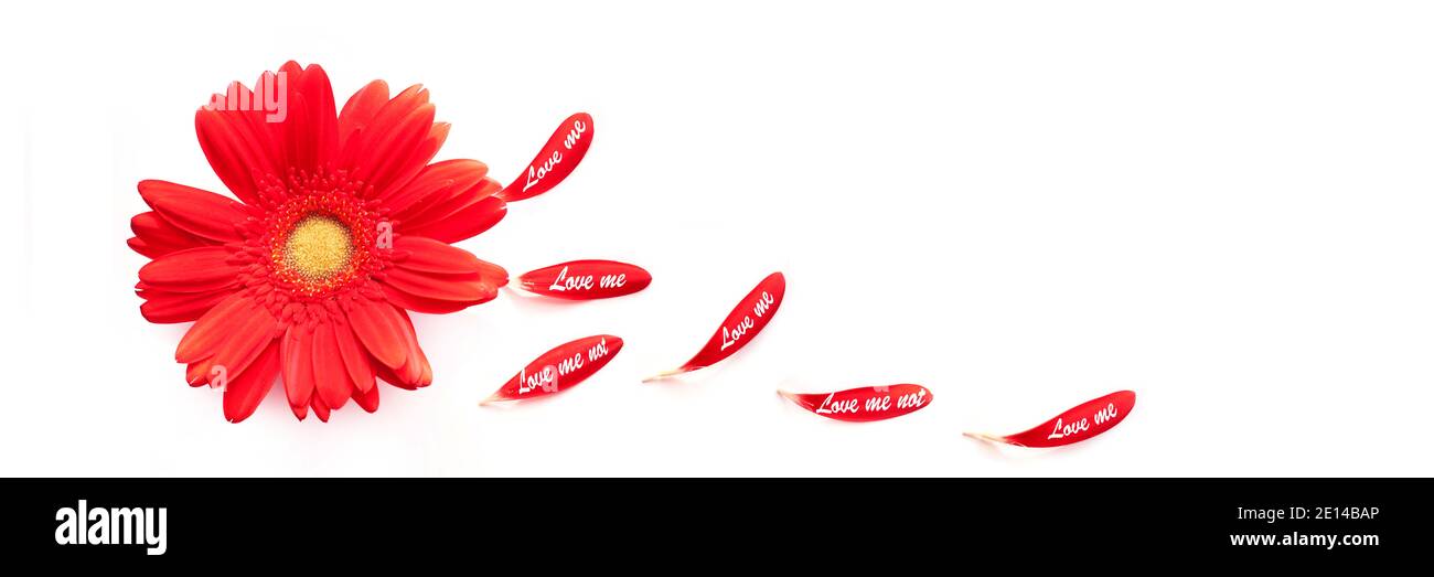 Marguerite rouge avec pétale amour moi amour non isolé sur fond blanc panoramique, la bannière Web de la Saint-Valentin Banque D'Images