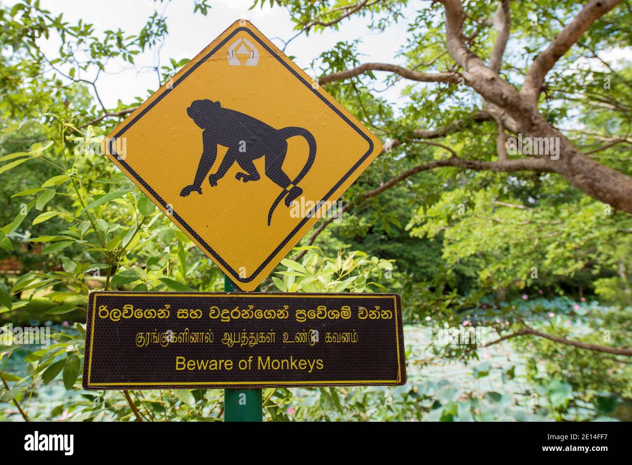 Panneau d'avertissement Monkey, Sri Lanka Banque D'Images