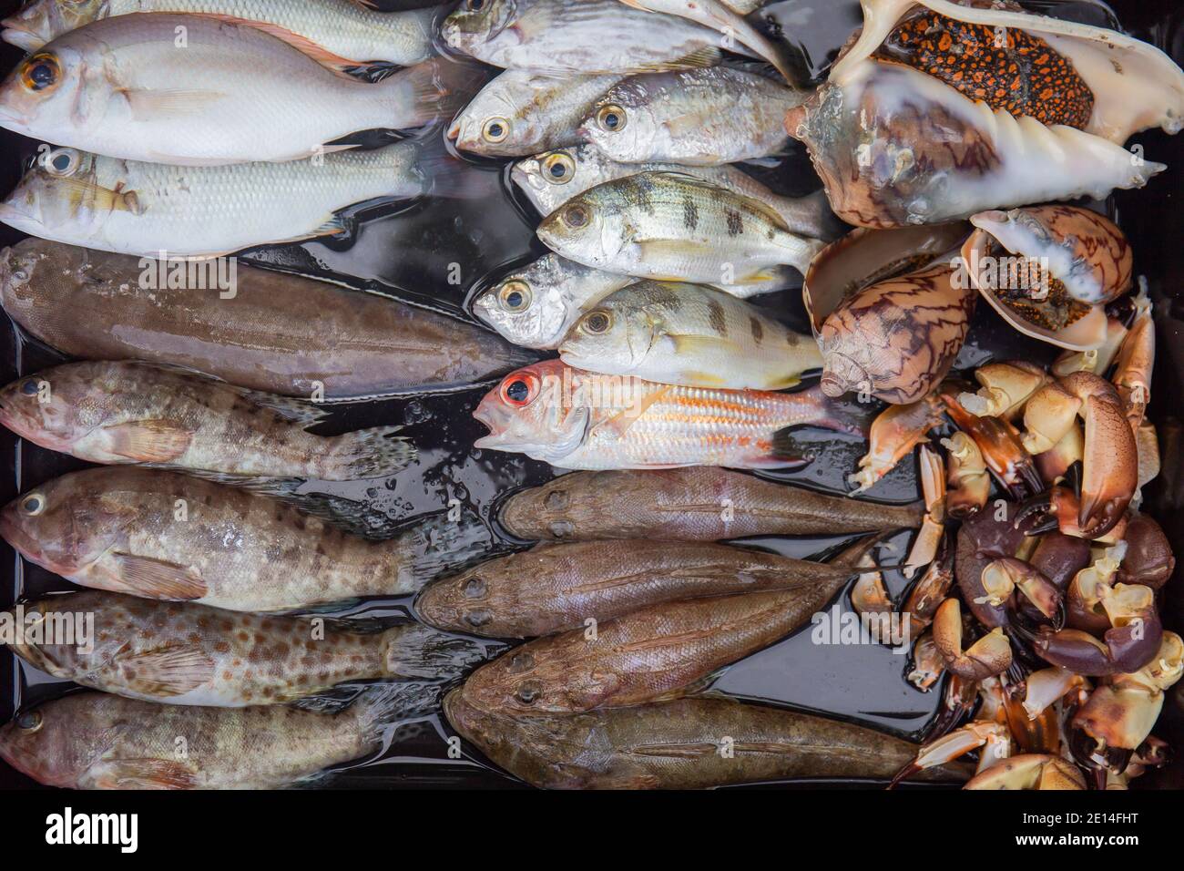 Plats frais de la mer dans une variété de plateaux. Banque D'Images