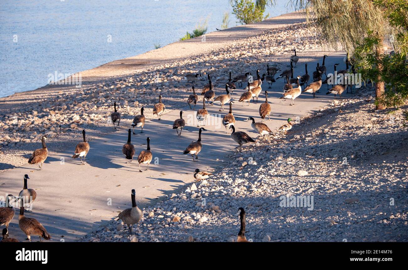 Bernaches du Canada au parc Cornerstone/Railroad Lake, Henderson, Nevada. Banque D'Images