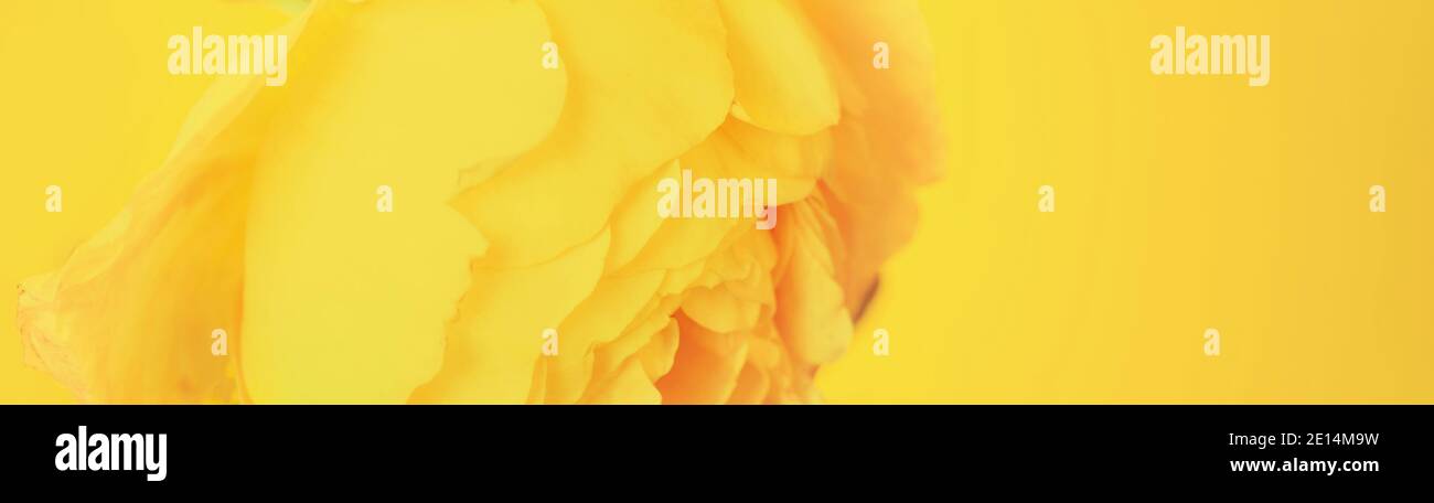 Composition de rose jaune de fleur festive sur fond jaune. Les couleurs tendance de 2021. Concept anniversaire, mère, Saint-Valentin, mariage. Banque D'Images