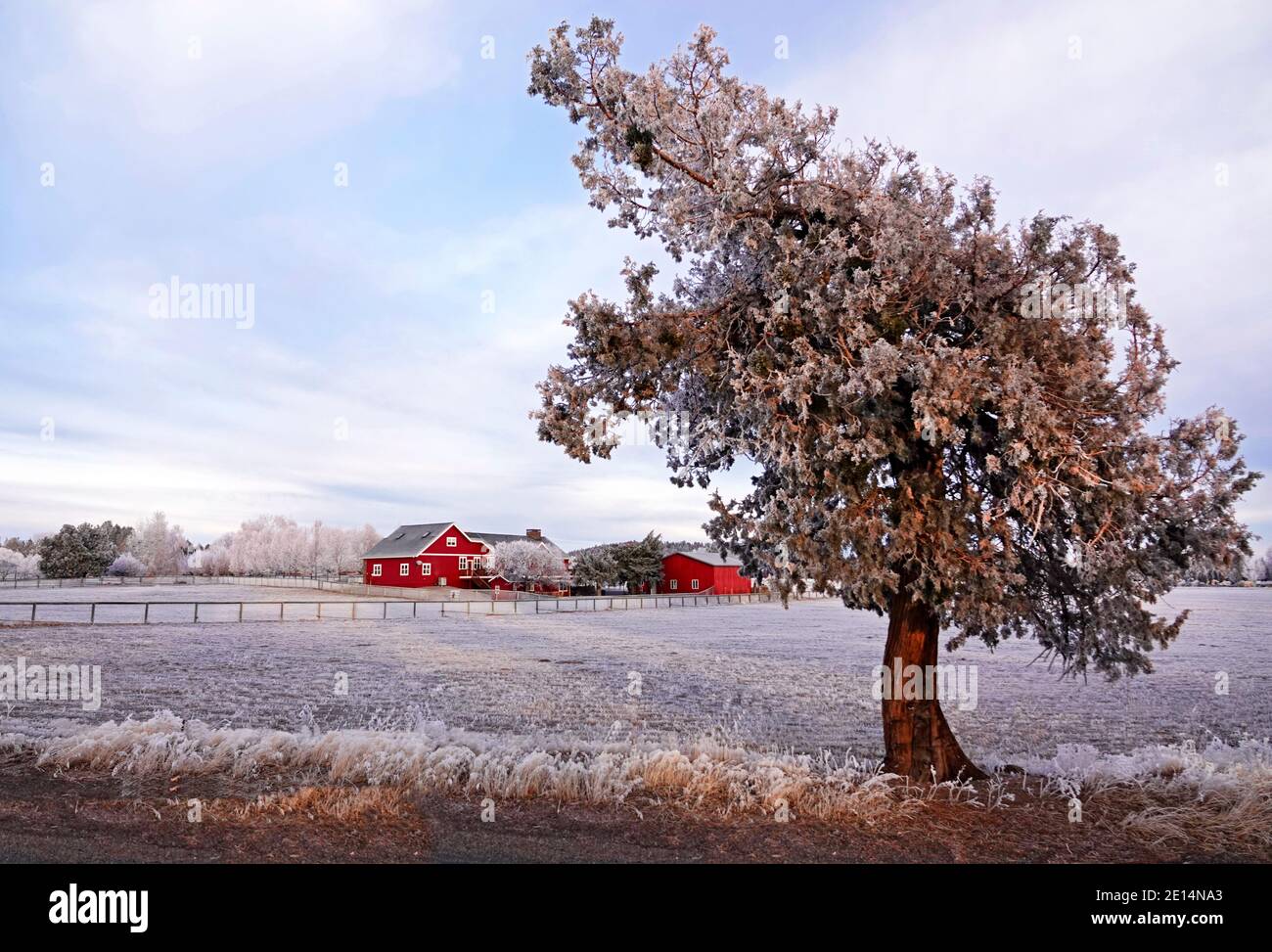 Une ferme et une grange rouges encadrées par un genièvre de l'Ouest sont couvertes d'une couverture givrée après un brouillard glacial à Tumalo, Oregon. Banque D'Images